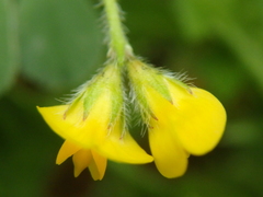Medicago minima