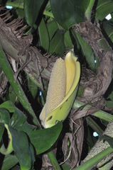 Epipremnum pinnatum image