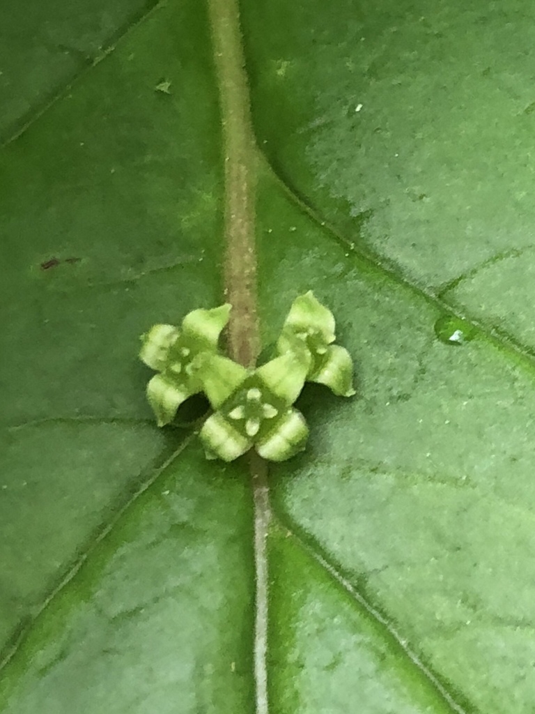 Helwingia japonica