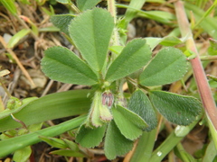 Medicago minima