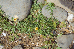 Glossocardia bidens