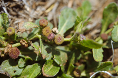Sphaeromorphaea australis