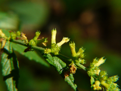 Triumfetta pentandra