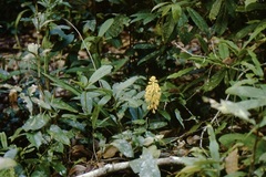 Calanthe aureiflora