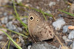 Cercyonis oetus oetus