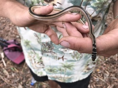 Psammophis angolensis