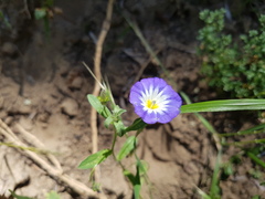 Convolvulus tricolor