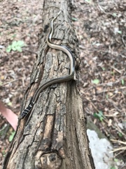 Psammophis angolensis