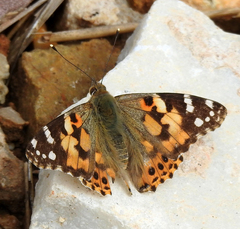 Vanessa cardui