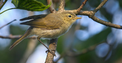 Common Chiffchaff photo 2
