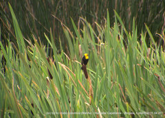Chrysomus icterocephalus bogotensis