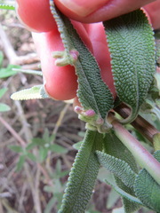 Rhopalomyia salviae