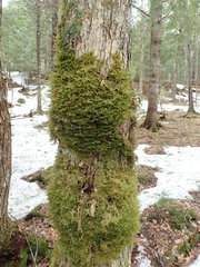 Neckera pennata image