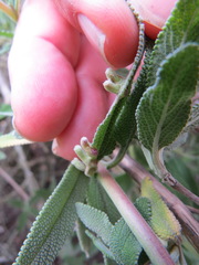 Rhopalomyia salviae
