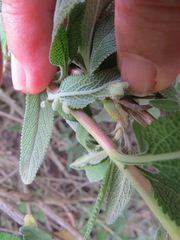 Rhopalomyia salviae
