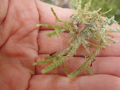Neckera pennata image