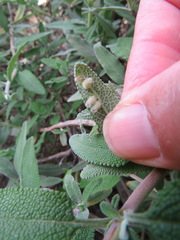 Rhopalomyia salviae