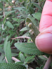 Rhopalomyia salviae