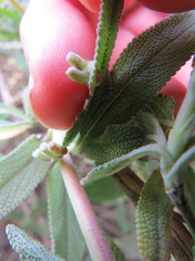 Rhopalomyia salviae