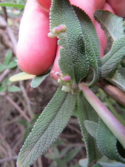 Rhopalomyia salviae