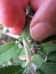 Rhopalomyia salviae
