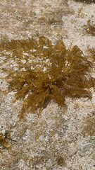 Bryopsis