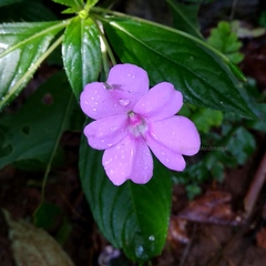 Impatiens platypetala