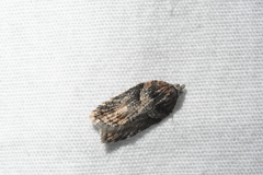 Acleris pulverosana