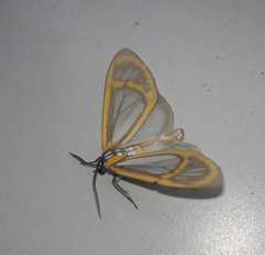 Lepidoptera