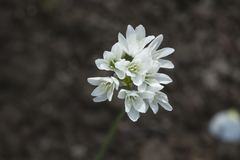 Allium zebdanense
