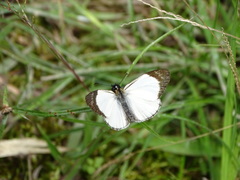 Heliopetes laviana