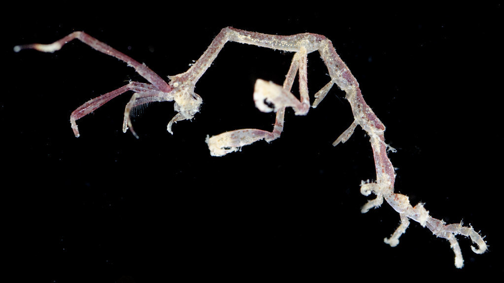 Scaura Caprella scaura (Especies exóticas y invasoras del golfo de Cádiz ...