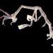 Caprella scaura - Photo (c) smithsonian_marinegeo, some rights reserved (CC BY-NC-SA), uploaded by smithsonian_marinegeo