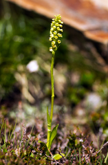 Pseudorchis albida tricuspis