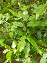 Quercus stenophylloides