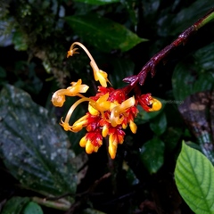 Globba atrosanguinea