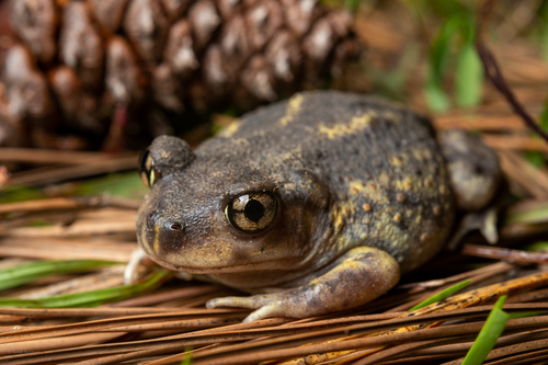 Eastern Spadefoot