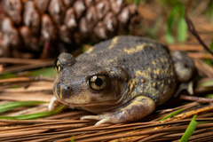 Eastern Spadefoot Toad photo 1