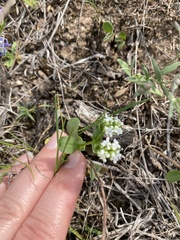 Valerianella amarella