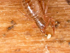 Pseudoscorpiones