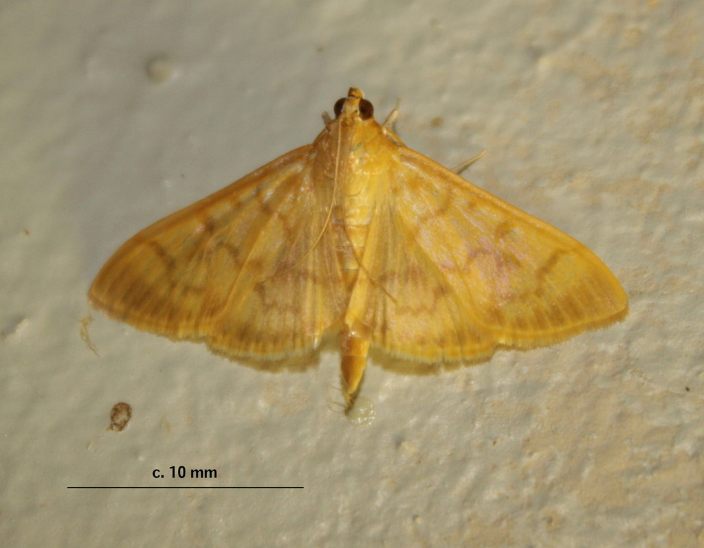Syllepte mysisalis
