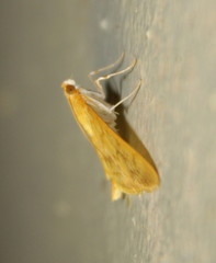 Syllepte mysisalis