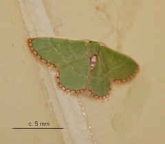 Allochrostes impunctata