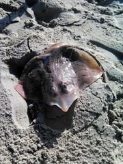 Rostroraja eglanteria