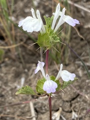 Acanthomintha ilicifolia