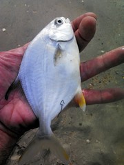 Trachinotus carolinus