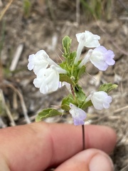 Acanthomintha ilicifolia