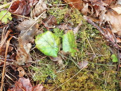 Tiarella stolonifera