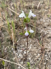 Acanthomintha ilicifolia