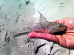 Menticirrhus saxatilis
